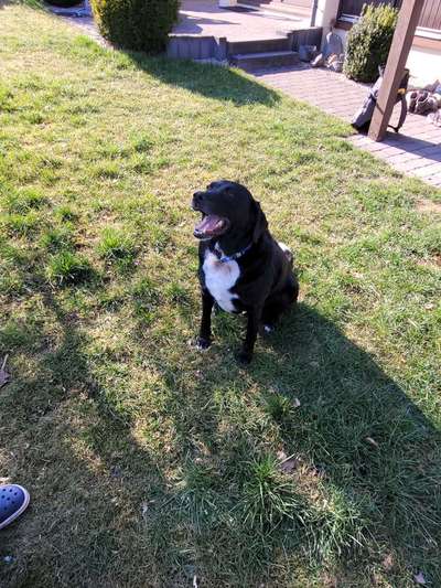 Labradorfans-Beitrag-Bild