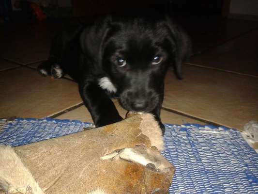 Welpen Bilder !-Beitrag-Bild