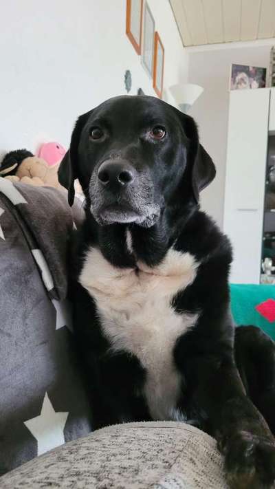 Labradorfans-Beitrag-Bild