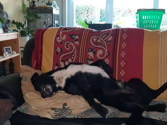 Dogorama Photo Challenge - Die besten Hundebuddys-Beitrag-Bild