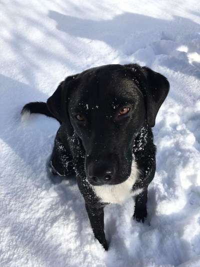 Labradorfans-Beitrag-Bild