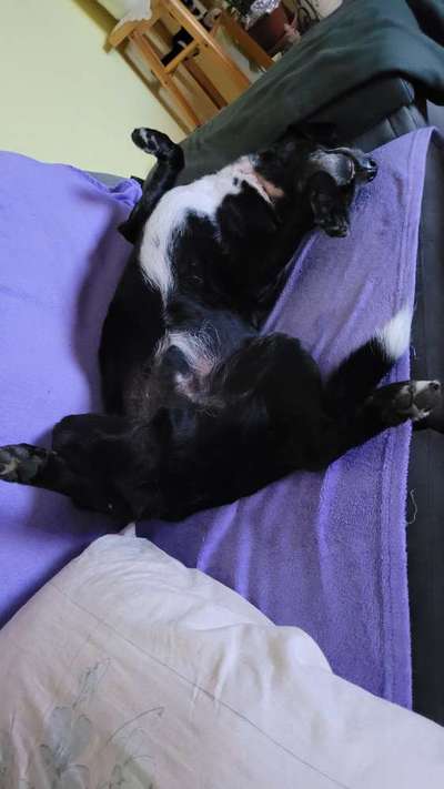 Labradorfans-Beitrag-Bild