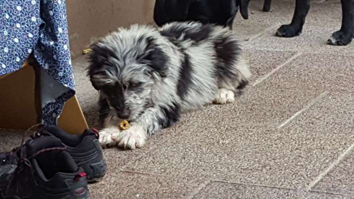 Welpen Bilder !-Beitrag-Bild