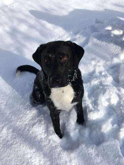 Labradorfans-Beitrag-Bild