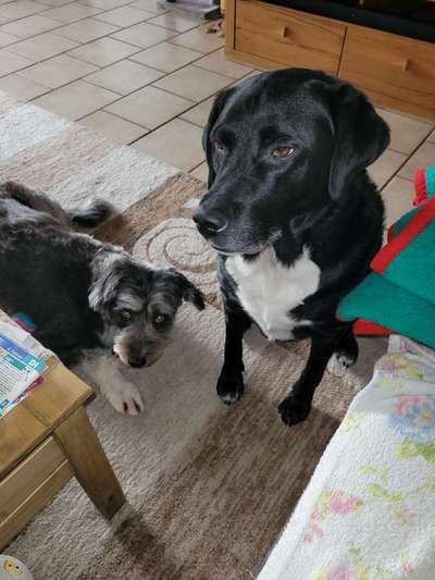 grumpy dog 😅-Beitrag-Bild