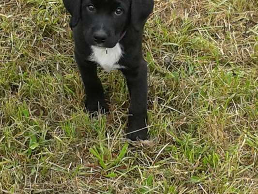 Welpen Bilder !-Beitrag-Bild