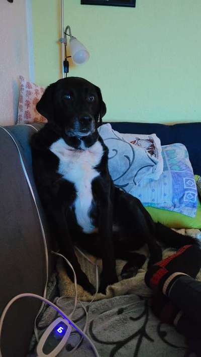 Black dogs are beautiful-Beitrag-Bild