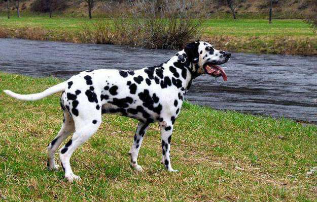Unsere Fellnasen im Regenbogenland-Beitrag-Bild