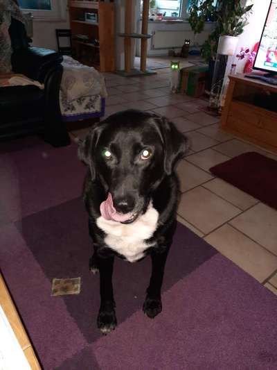 Mischlingshunde Foto Aufruf-Beitrag-Bild