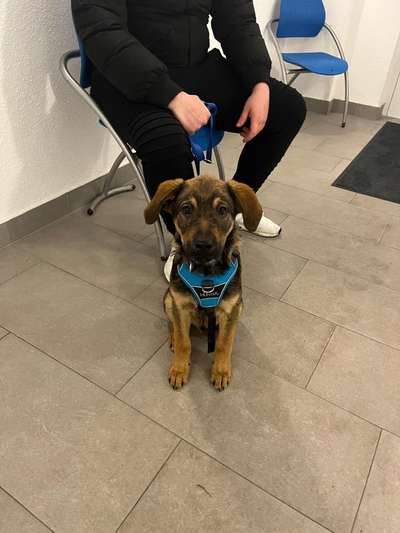 Mischlingshunde Foto Aufruf-Beitrag-Bild