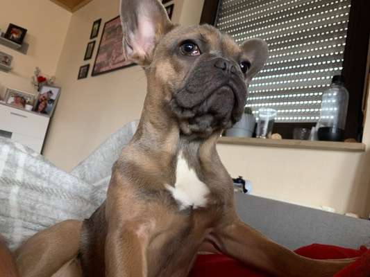 Französische Bulldoggen-Beitrag-Bild