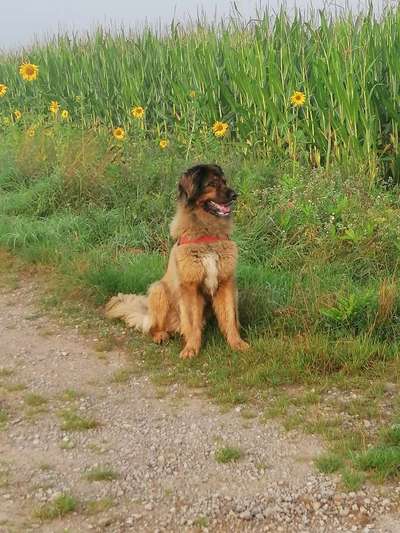 Die Dogorama Kalender Challenge Titelbild-Beitrag-Bild