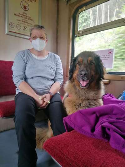 Hund und Zugfahrten-Beitrag-Bild