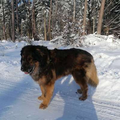 Zeigt uns das 6. Bild von eurem Hund in eurer Galerie-Beitrag-Bild