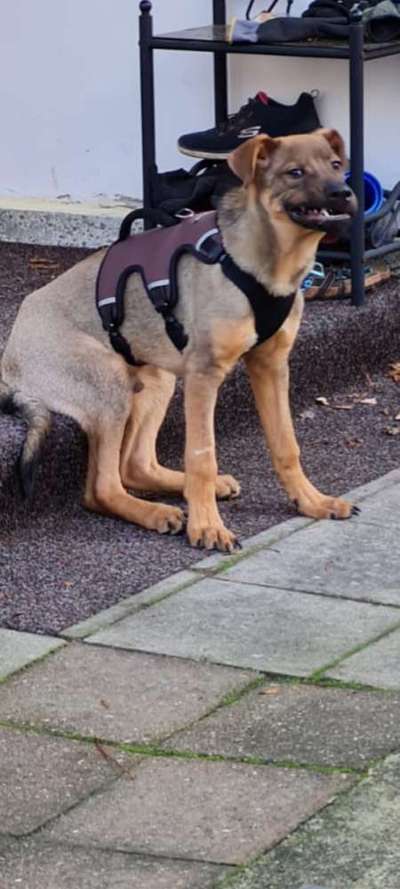 Die Dogorama-Wochen-Challenge "Die schönste Grimasse"-Beitrag-Bild