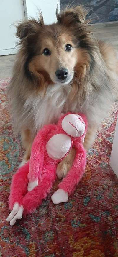 Shelties-Beitrag-Bild