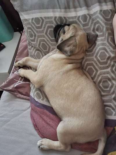 Welpen Bilder !-Beitrag-Bild