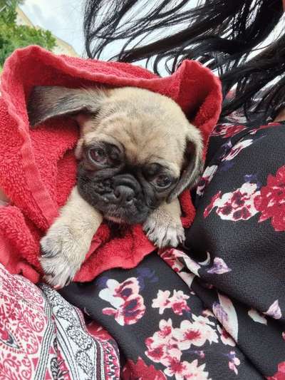 Mops mix-Beitrag-Bild