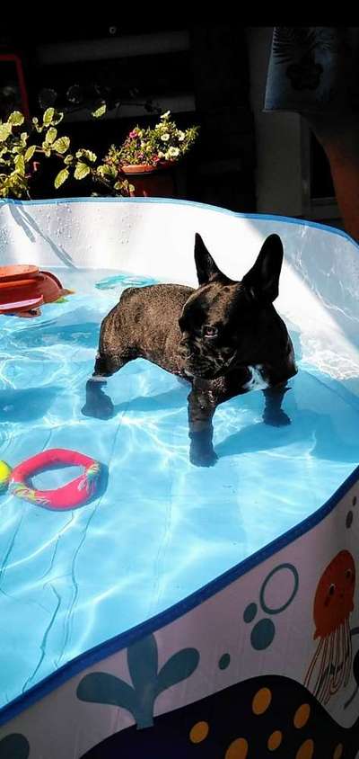 Dogorama-Monats-Challenge-Mai "Wasser"-Beitrag-Bild