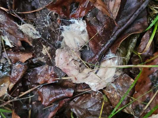 Giftköder-Überreste Evtl. GIFTIG-Bild