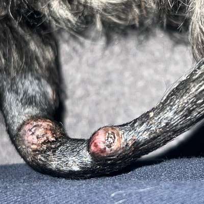 Beule an der Rute-Beitrag-Bild