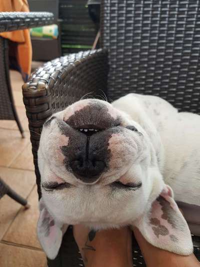 Die Dogorama Kalender Challenge 4/4-Beitrag-Bild