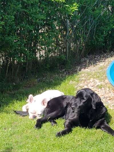 Labradorfans-Beitrag-Bild