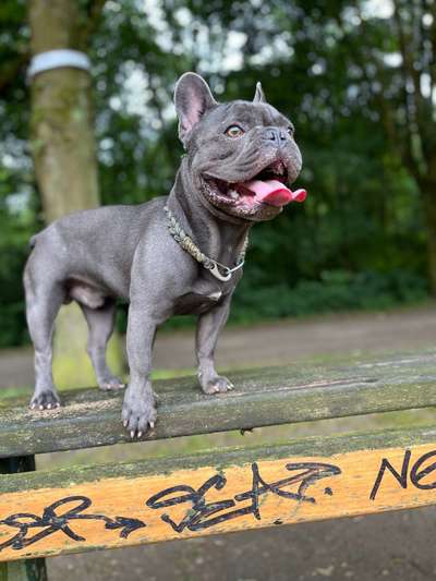 Zeigt her eure Frenchi-Beitrag-Bild