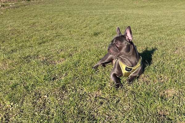 Französische Bulldoggen-Beitrag-Bild