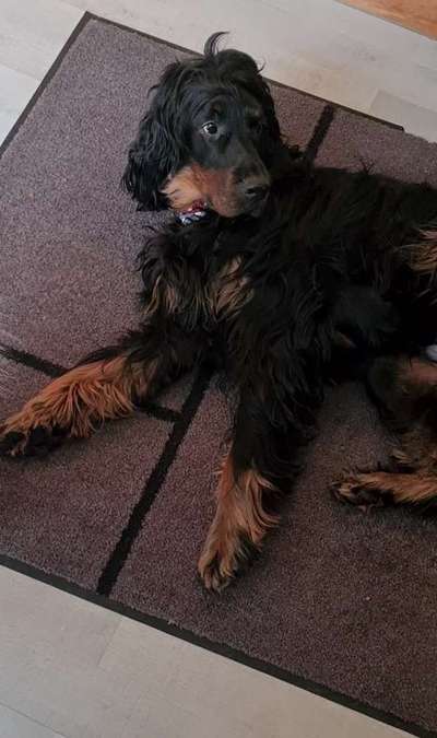 Hunderunde-Beitrag-Bild