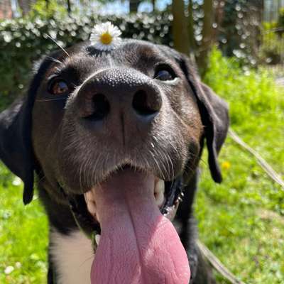 Hundetreffen-Spaziergänge und Training-Bild