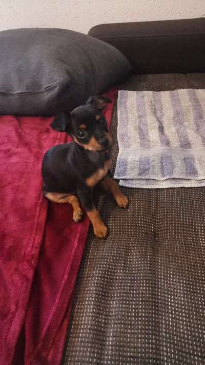 Welpen Bilder !-Beitrag-Bild