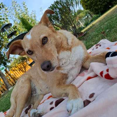 Hundetreffen-Freunde für Spiel & Spaß gesucht-Bild