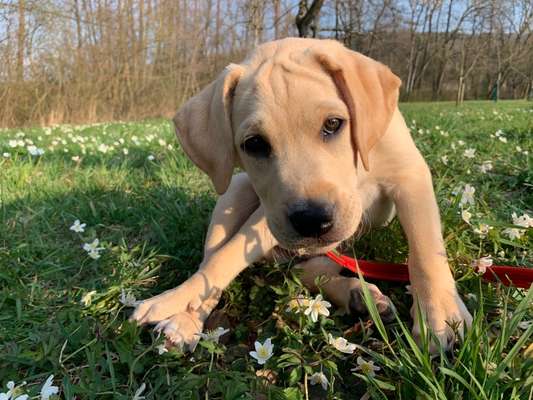 Welpen Bilder !-Beitrag-Bild