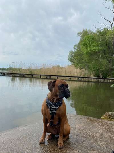 Deutsche Boxer-Beitrag-Bild