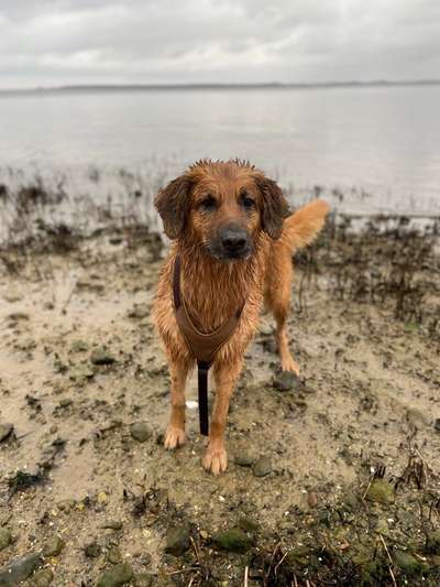 Dogorama-Monats-Challenge-Mai "Wasser"-Beitrag-Bild