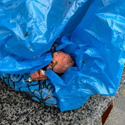 Giftköder-Mögliche Giftköder Sportplatz Melbeck-Bild