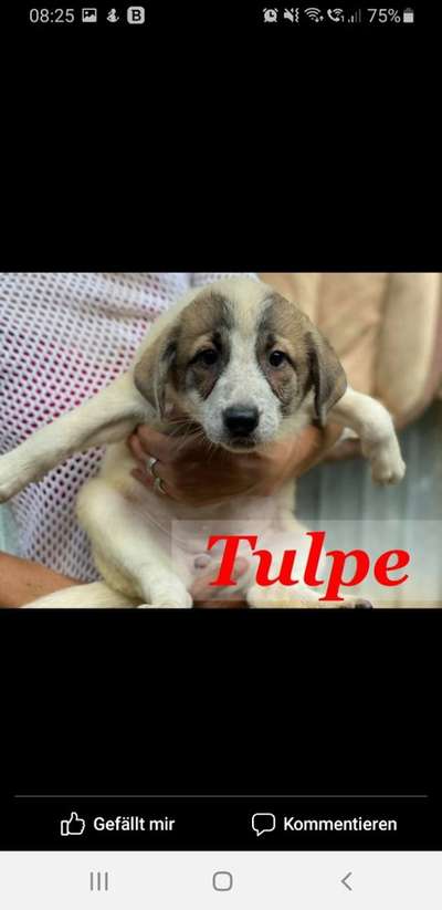 TierschutzhundeStammtisch🐕-Beitrag-Bild