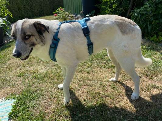 TierschutzhundeStammtisch🐕-Beitrag-Bild