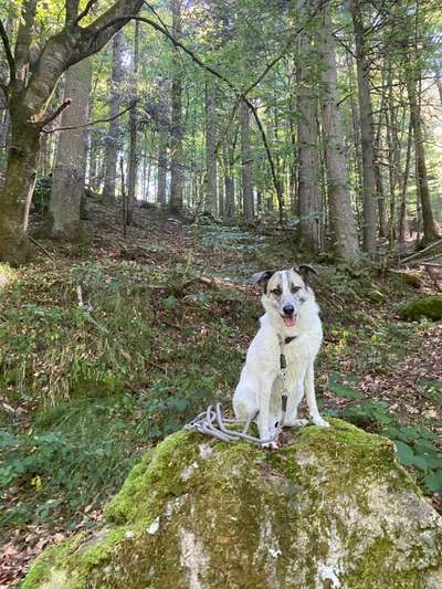 TierschutzhundeStammtisch🐕-Beitrag-Bild