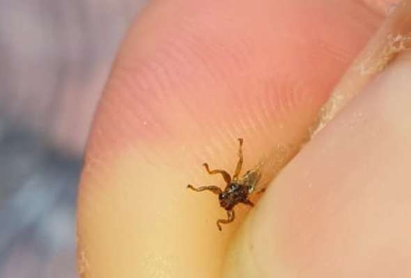 TierschutzhundeStammtisch🐕-Beitrag-Bild