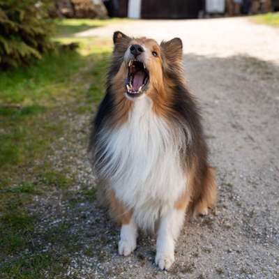 Hundetreffen-Gemeinsame Gassirunde-Bild