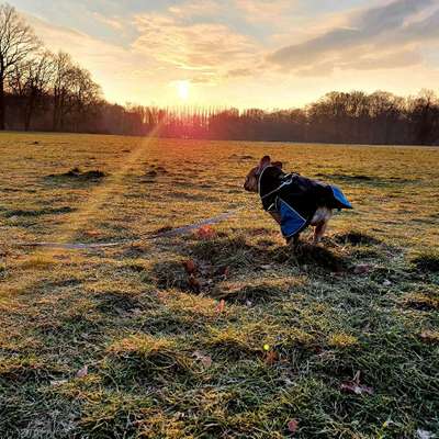 Hundetreffen-Bully Spieltreffen-Bild