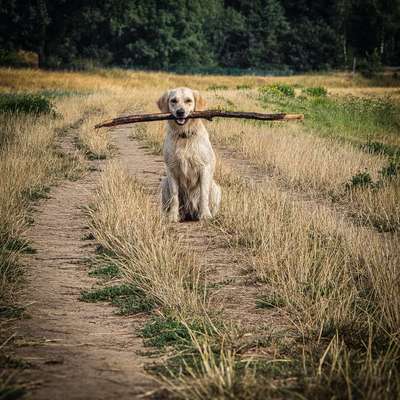 Hundetreffen-Hallo zusammen! 🐾

Ich bin Hundefotografin und suche derzeit einen Hund für ein Fotoshooting in der-Bild