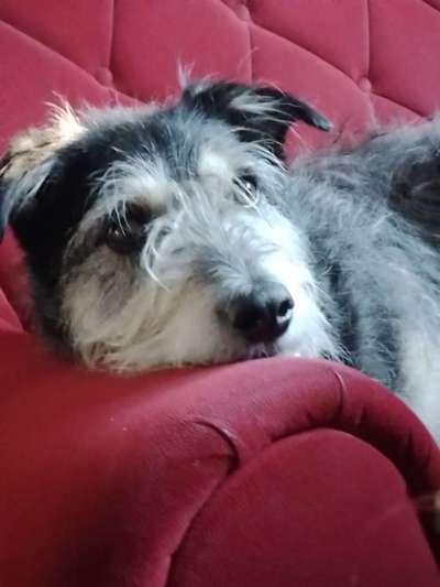 MUSS mein Süßer mit mir Gassi gehen?-Beitrag-Bild