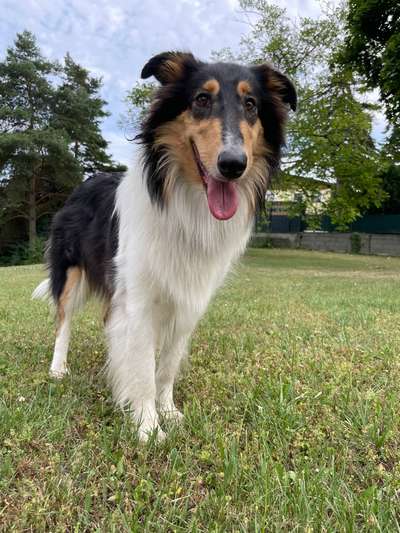 Langhaar Collies-Beitrag-Bild