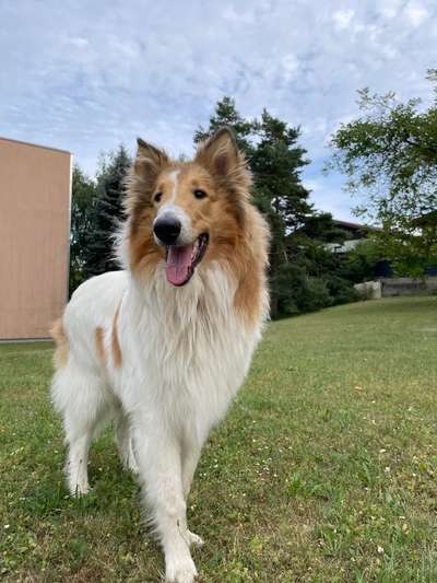 Langhaar Collies-Beitrag-Bild