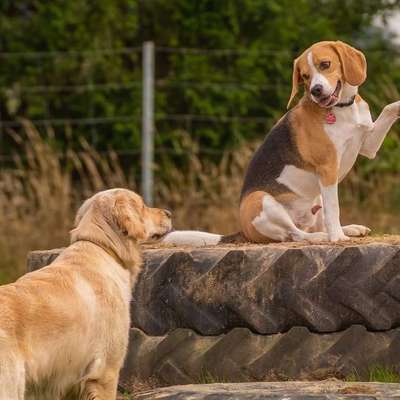 Hundetreffen-Hundefreilauf 'Leinenlos in Diedersen'-Bild