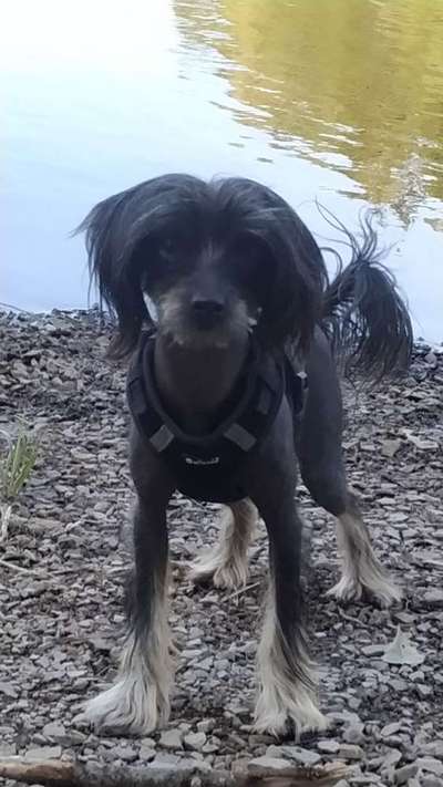 PBGV und Chinese Crested-Beitrag-Bild