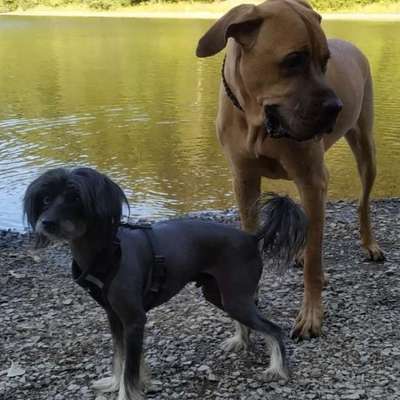 Hundetreffen-Hundefreilauf 'Leinenlos in Diedersen'